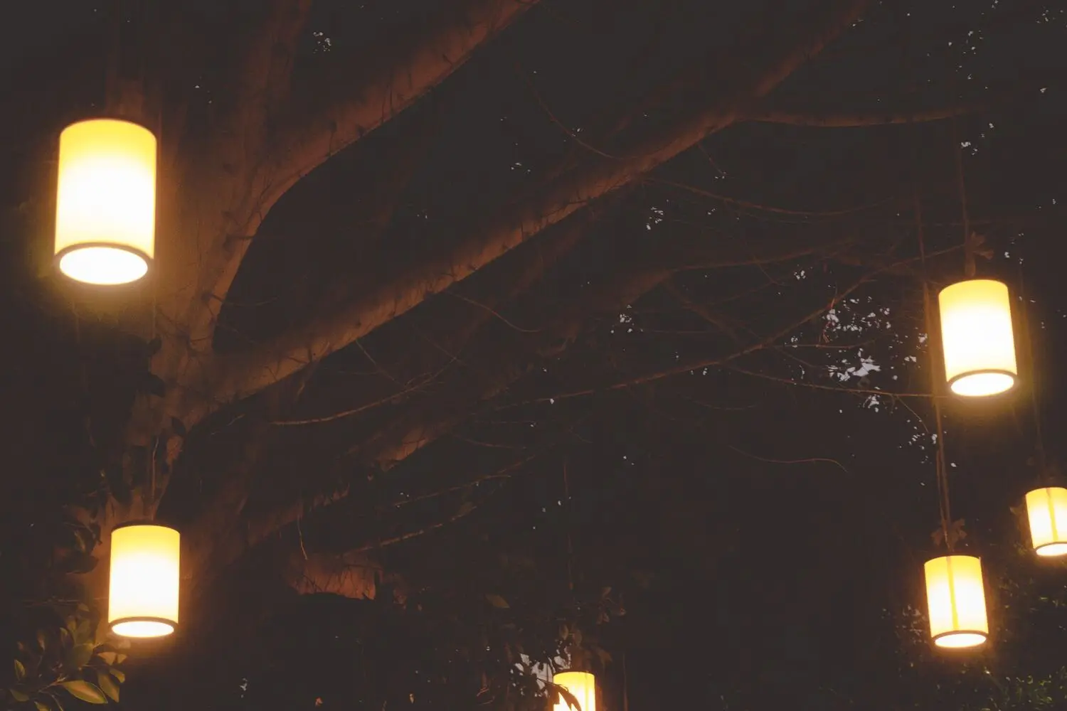 Lanterns hanging warmly among trees at night